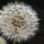 Makro Pusteblume