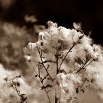 Distel in Sepia