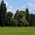 Wiesen am Rhein