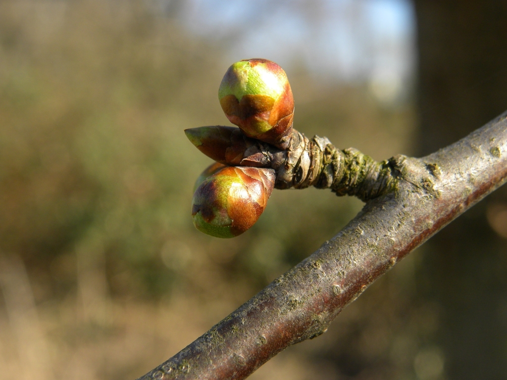 Knospen an den Bäumen Ast, Baum