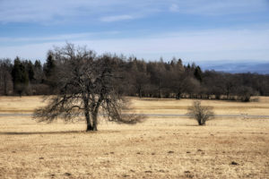 braune Wiese mit Baum