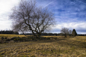 baum-gegenlicht-rhoen